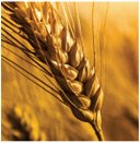 seeds-verticals