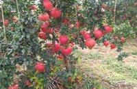 agromax-on-field