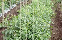 agromax-on-field