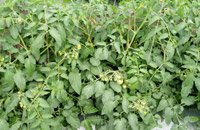 agromax-on-field
